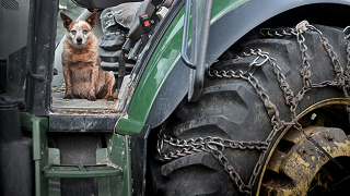 Illustration for article titled Aging In America: Dog Edition